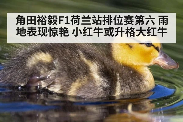 角田裕毅F1荷兰站排位赛第六 雨地表现惊艳 小红牛或升格大红牛